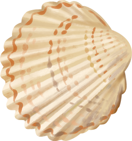 Sea Shell