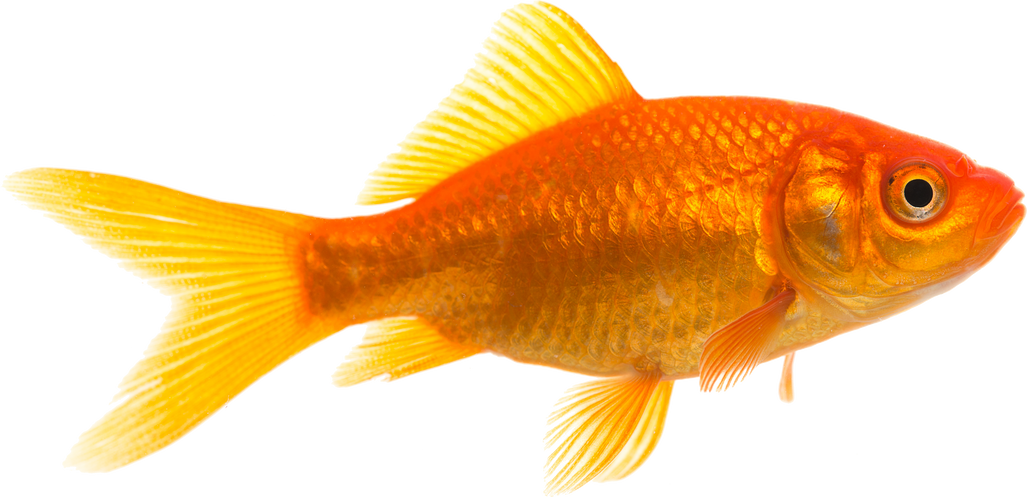 Single Orange Goldfish